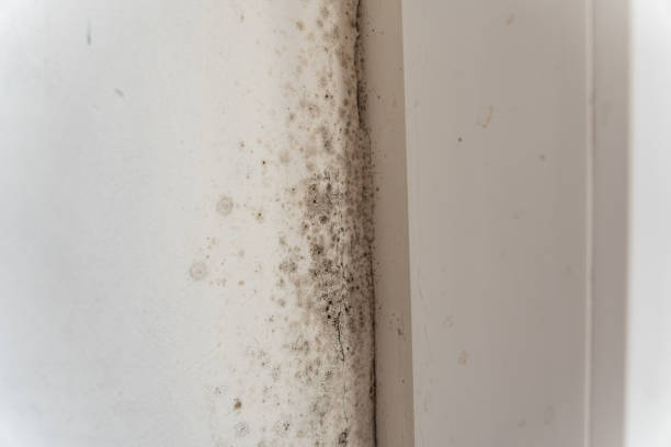 Environmental Consulting for Mold Prevention in Paulina, LA